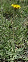 Leontodon hispidus subsp pseudocrisp